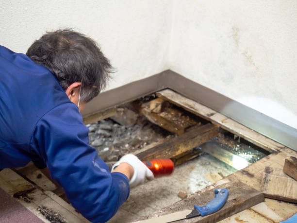 Best Mold Damage Repair  in Edgard, LA