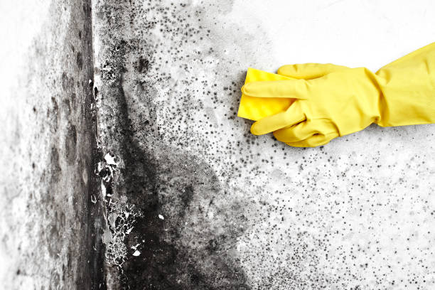 Best Black Mold Removal  in Edgard, LA
