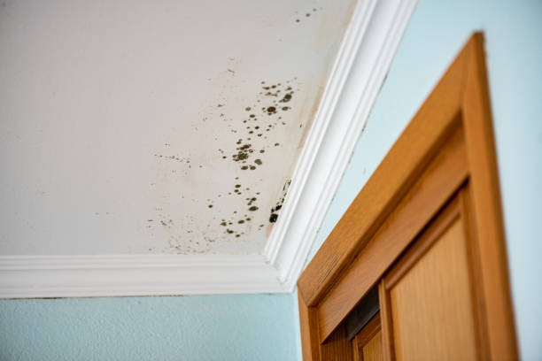 Best Fast Mold Removal  in Edgard, LA
