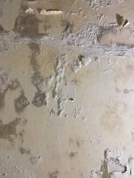 Best Toxic Mold Removal  in Edgard, LA