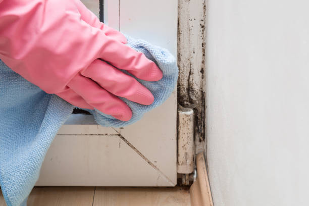 Best Home Mold Removal  in Edgard, LA