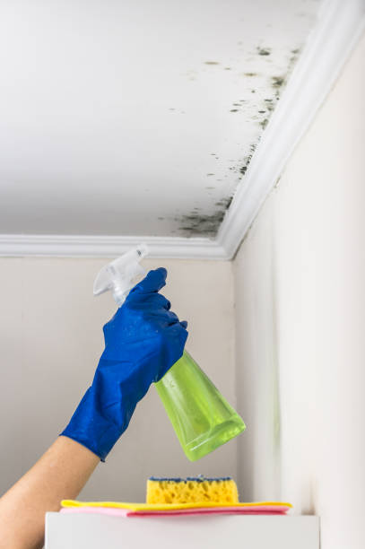 Reliable Edgard, LA Mold Removal Solutions